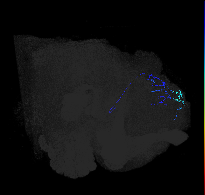 LHAV3a1_b_R (FlyEM-HB:480599285)