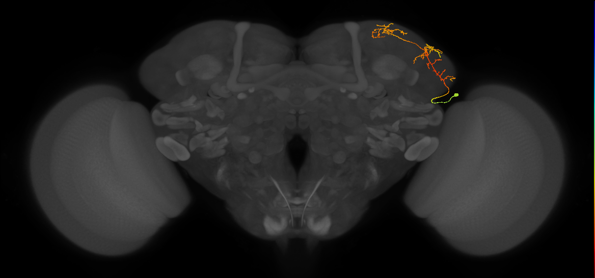 LHAV3a1_b_R (FlyEM-HB:295461871)