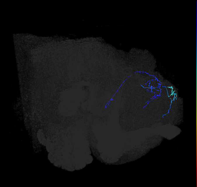 LHAV3a1_b_R (FlyEM-HB:480258191)