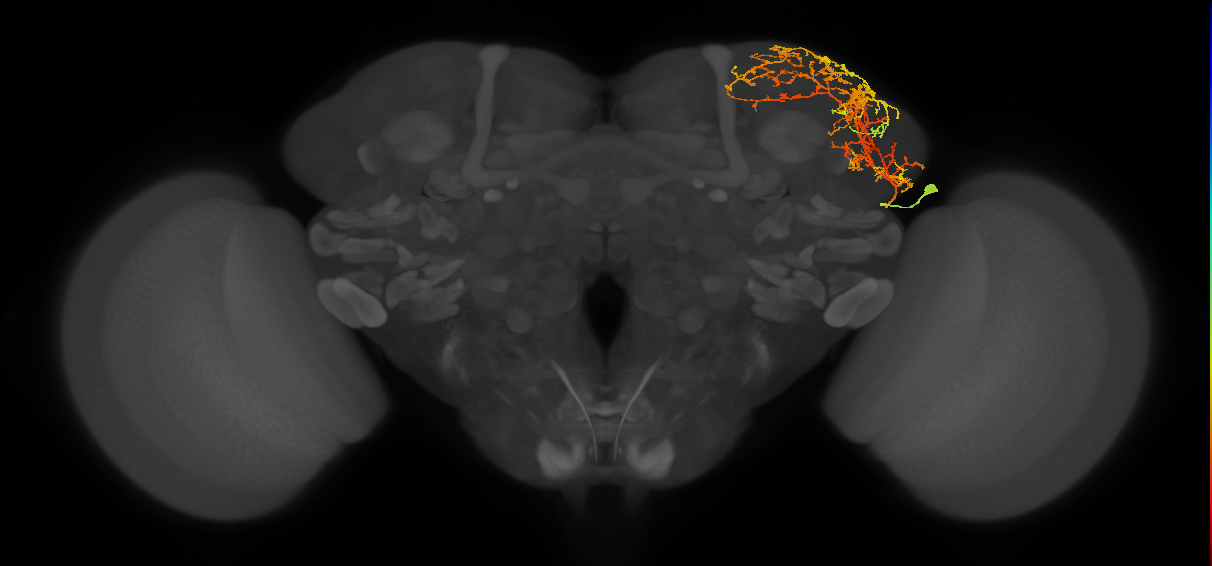 LHAV3a1_c_R (FlyEM-HB:296120593)