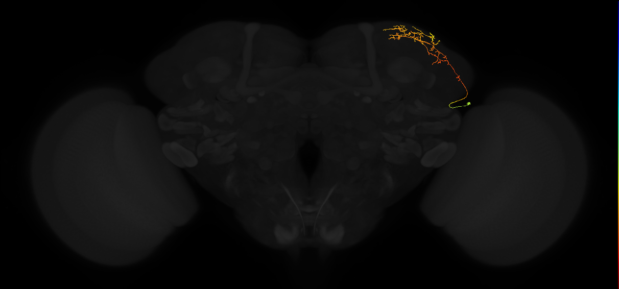 adult lateral horn AV3a2 neuron