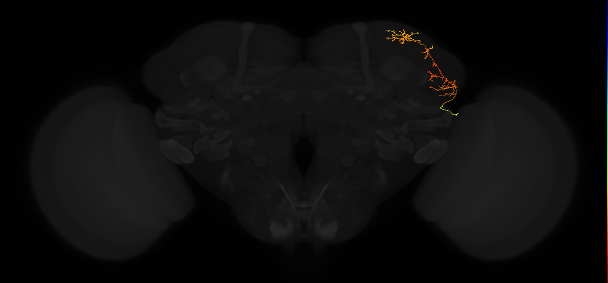 adult lateral horn AV3a3 neuron