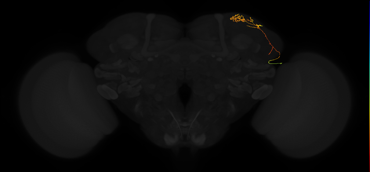 adult lateral horn AV3a5 neuron