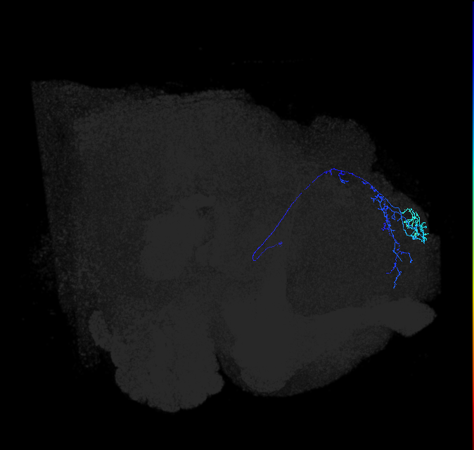 LHAV3a5_R (FlyEM-HB:357496172)