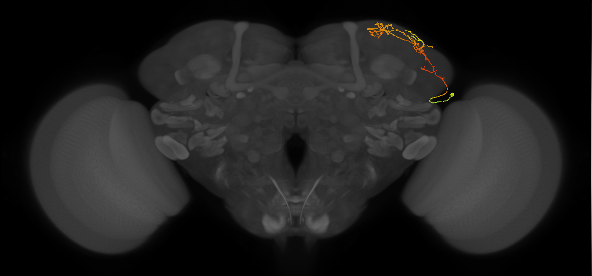 LHAV3a5_R (FlyEM-HB:357496172)