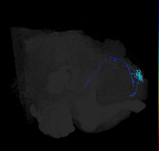 LHAV3a5_R (FlyEM-HB:295785459)