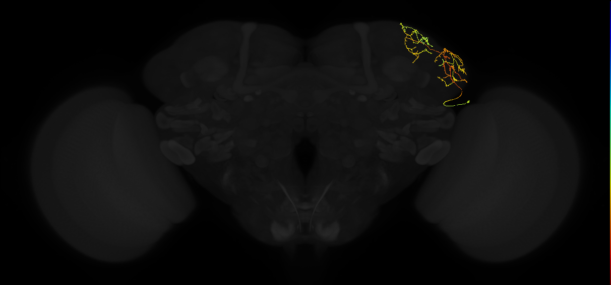 adult lateral horn AV3b10 neuron