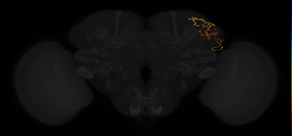 adult lateral horn AV3b11 neuron