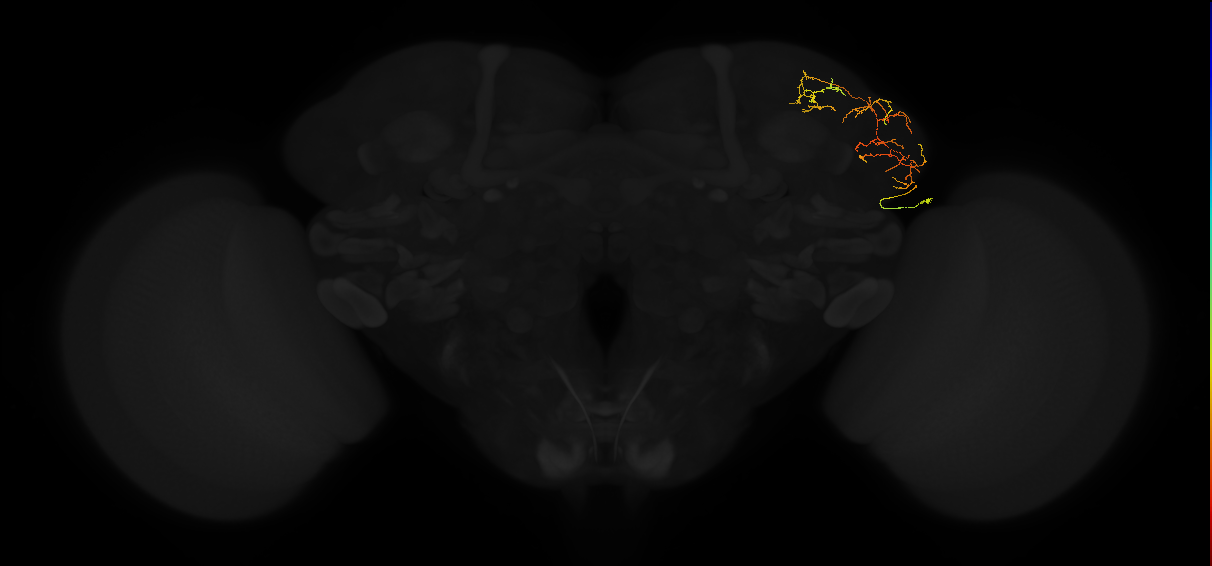 adult lateral horn AV3b11 neuron