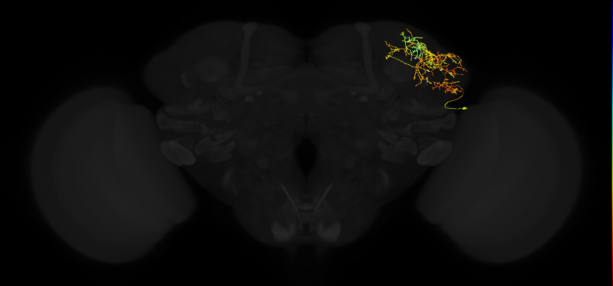adult lateral horn AV3b13 neuron