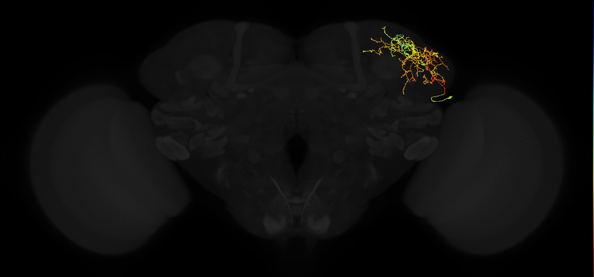 adult lateral horn AV3b13 neuron