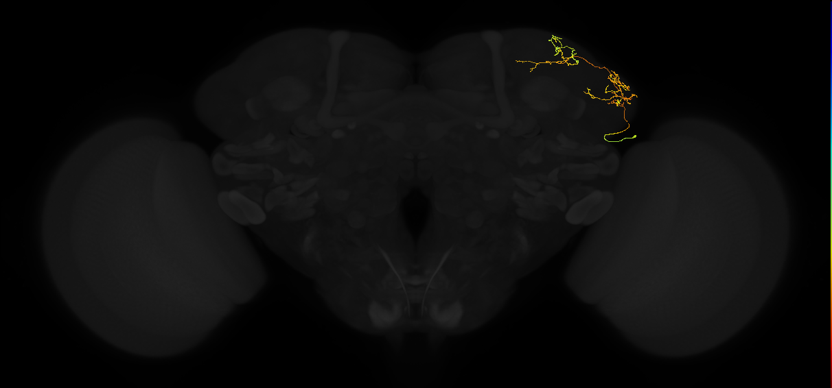 adult lateral horn AV3b1 neuron