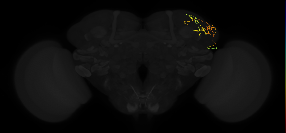 adult lateral horn AV3b2 neuron