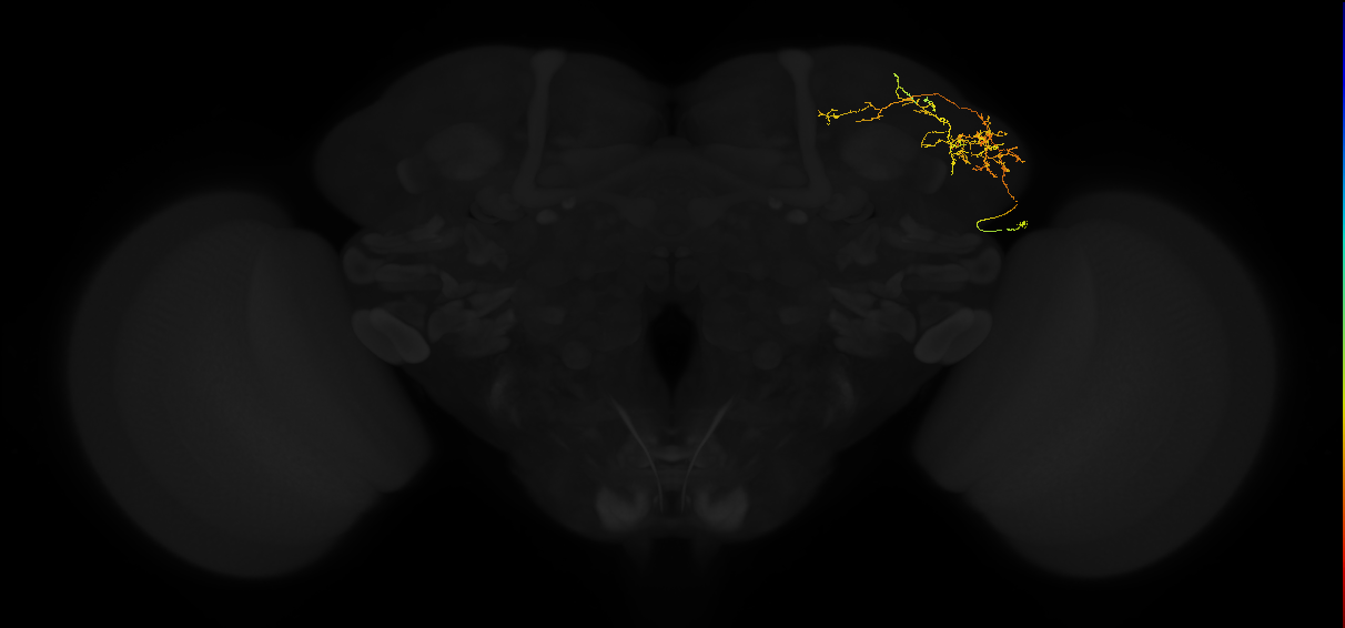 adult lateral horn AV3b2 neuron