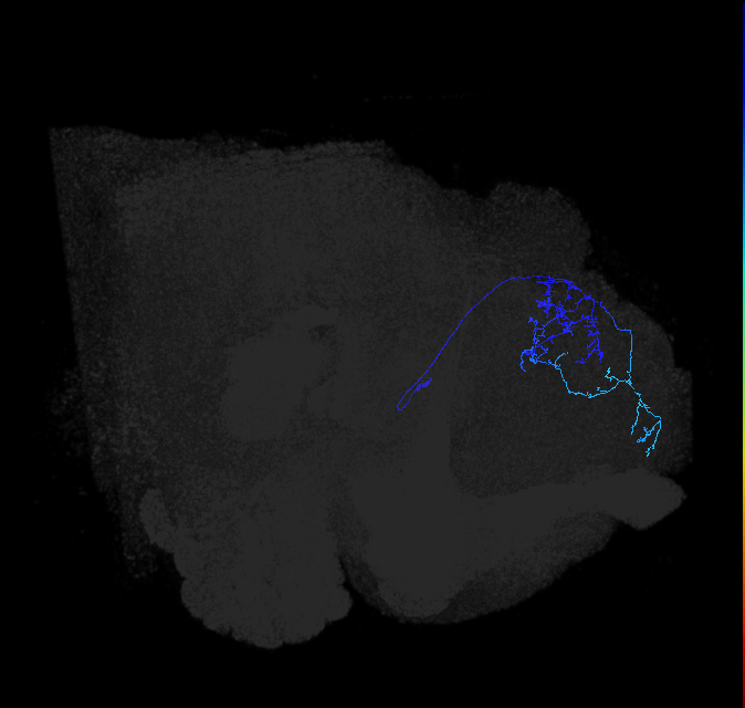 LHAV3b5_R (FlyEM-HB:449223347)