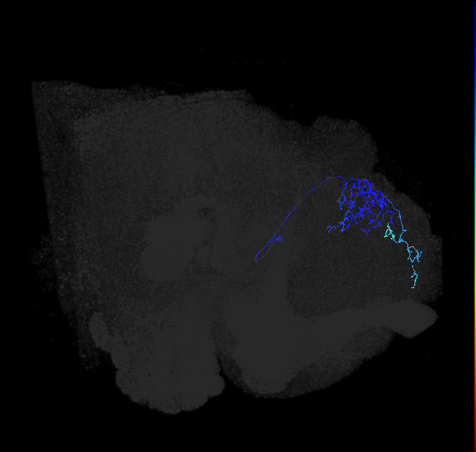 LHAV3b6_a_R (FlyEM-HB:450267976)