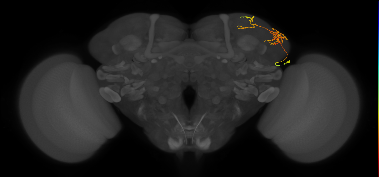 LHAV3b6_a_R (FlyEM-HB:450267976)