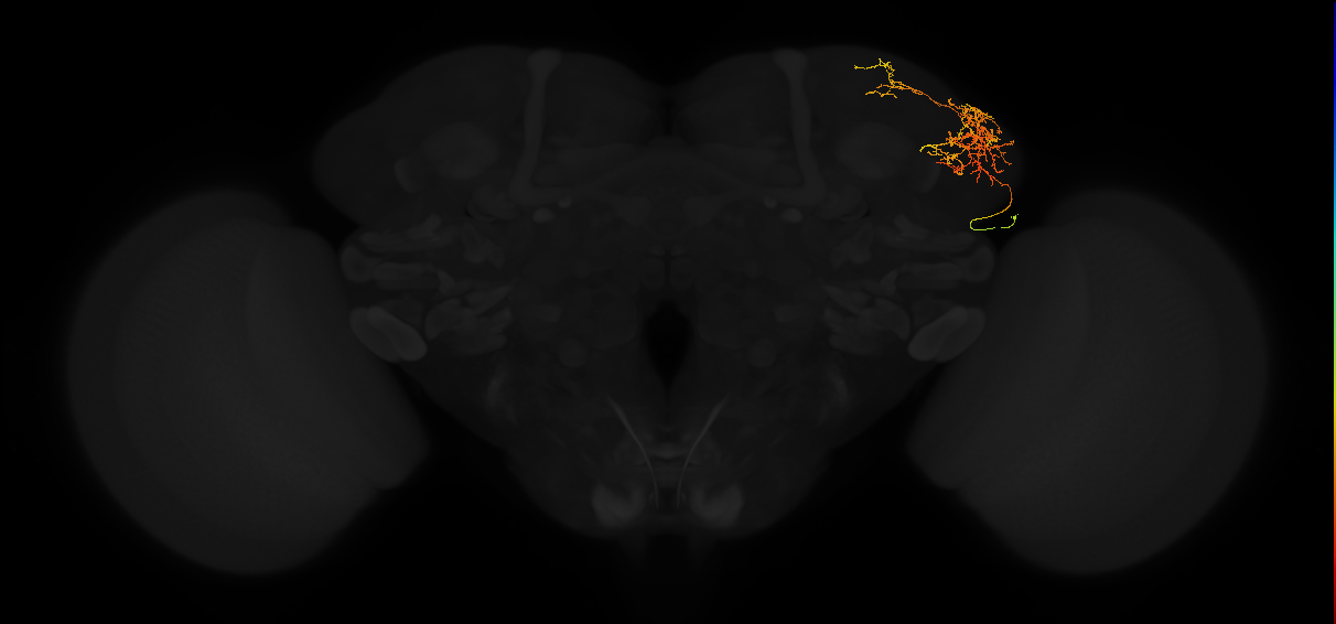 adult lateral horn AV3b6 neuron