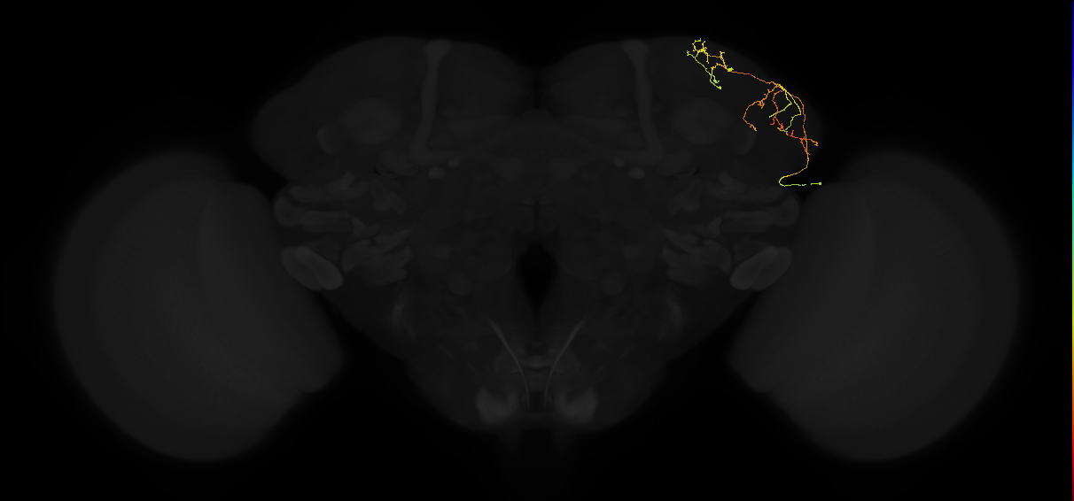adult lateral horn AV3 neuron