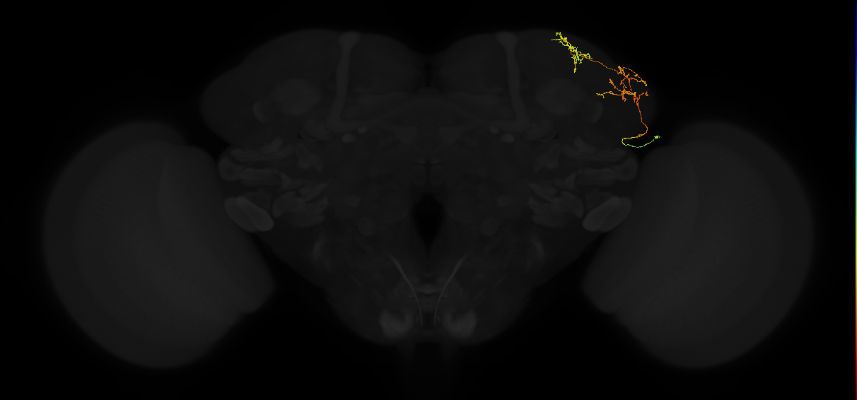adult lateral horn AV3b8 neuron