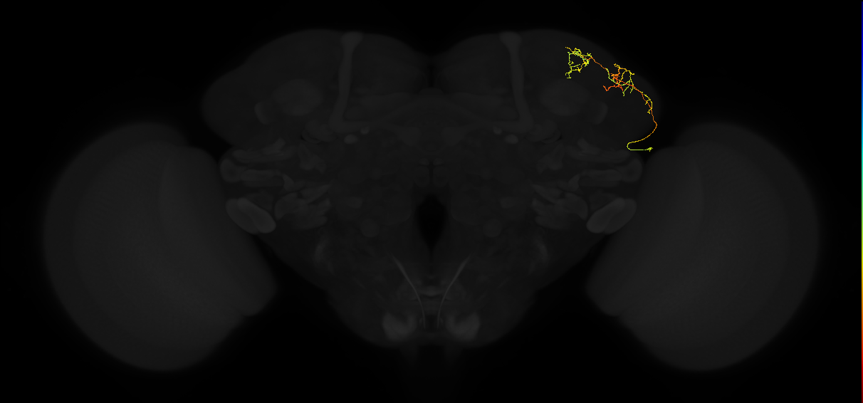 adult lateral horn AV3b9 neuron
