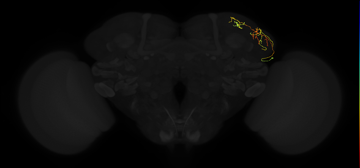 adult lateral horn AV3b9 neuron