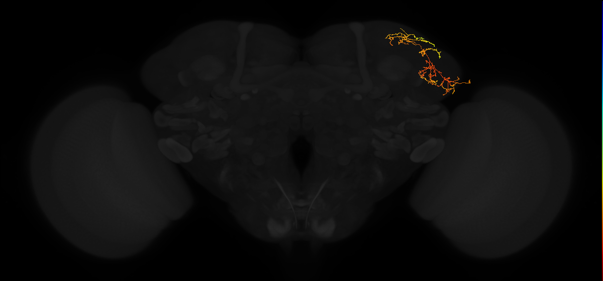 adult lateral horn AV3c1 neuron
