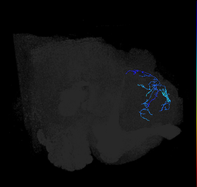LHAV3c1_R (FlyEM-HB:510956443)