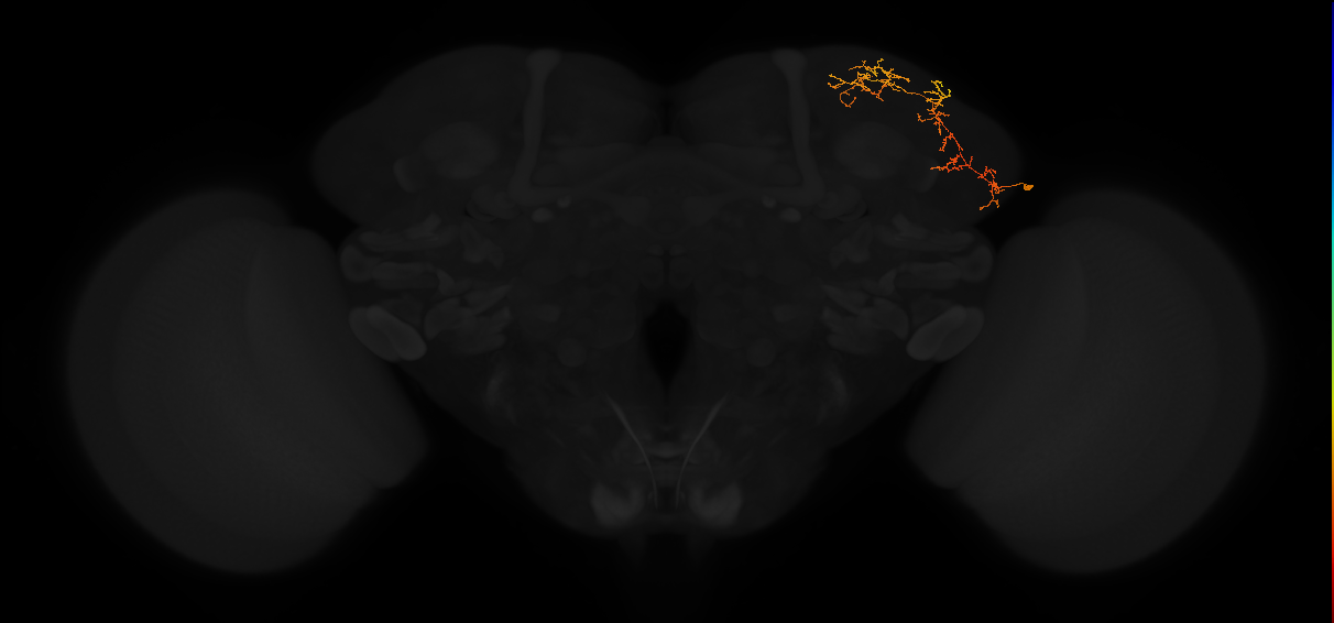 adult lateral horn AV3c2 neuron