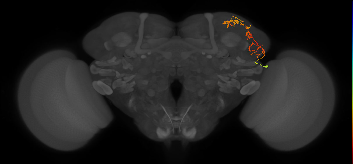 LHAV3c2_R (FlyEM-HB:388898076)