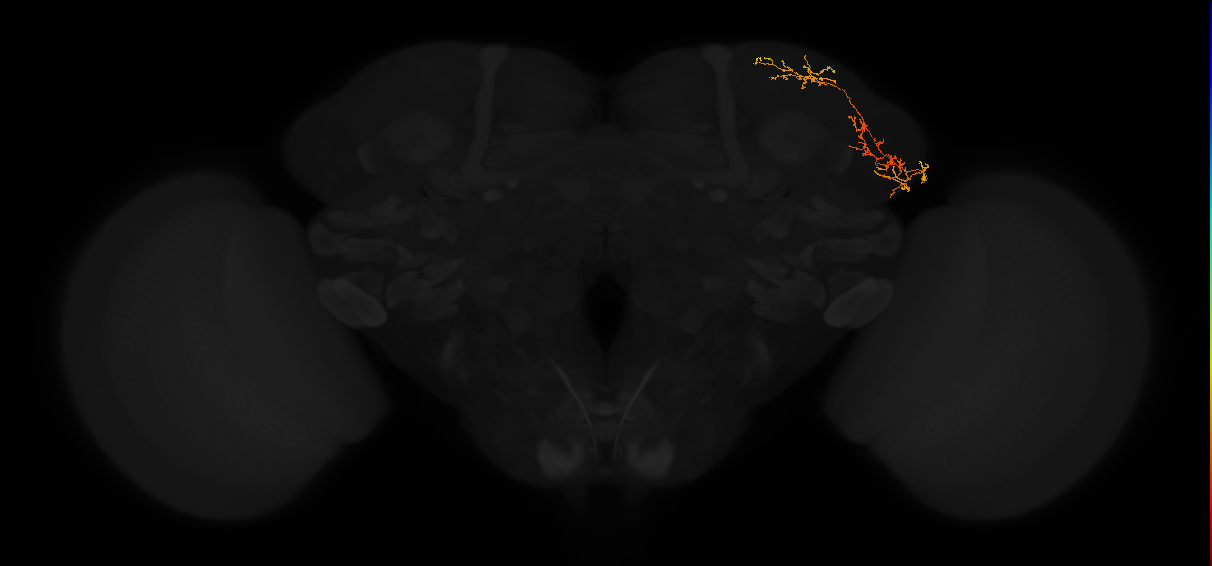 adult lateral horn AV3c2 neuron