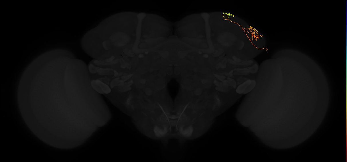 adult lateral horn AV3c3 neuron