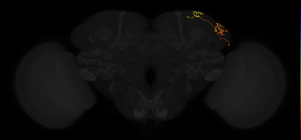 adult lateral horn AV3c3 neuron