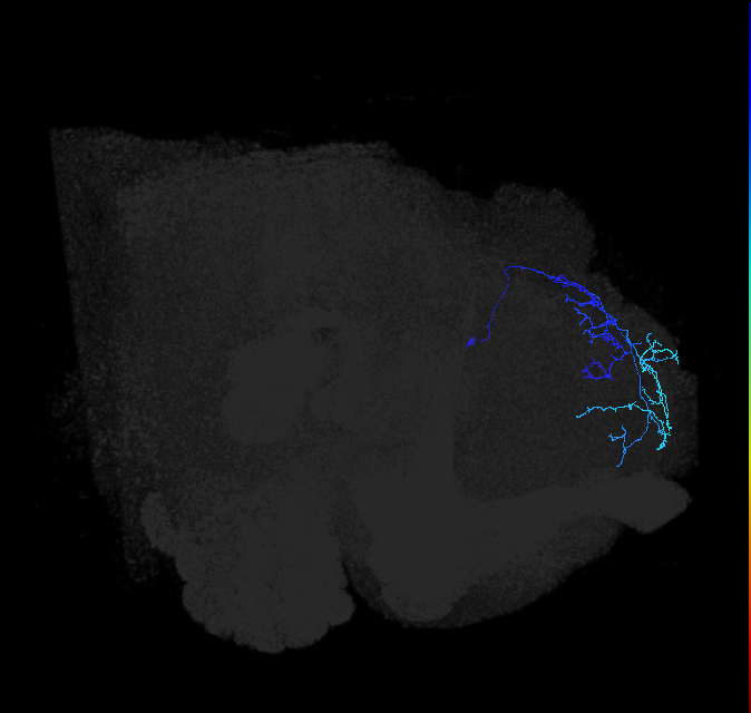 LHAV3c4_R (FlyEM-HB:5901219179)