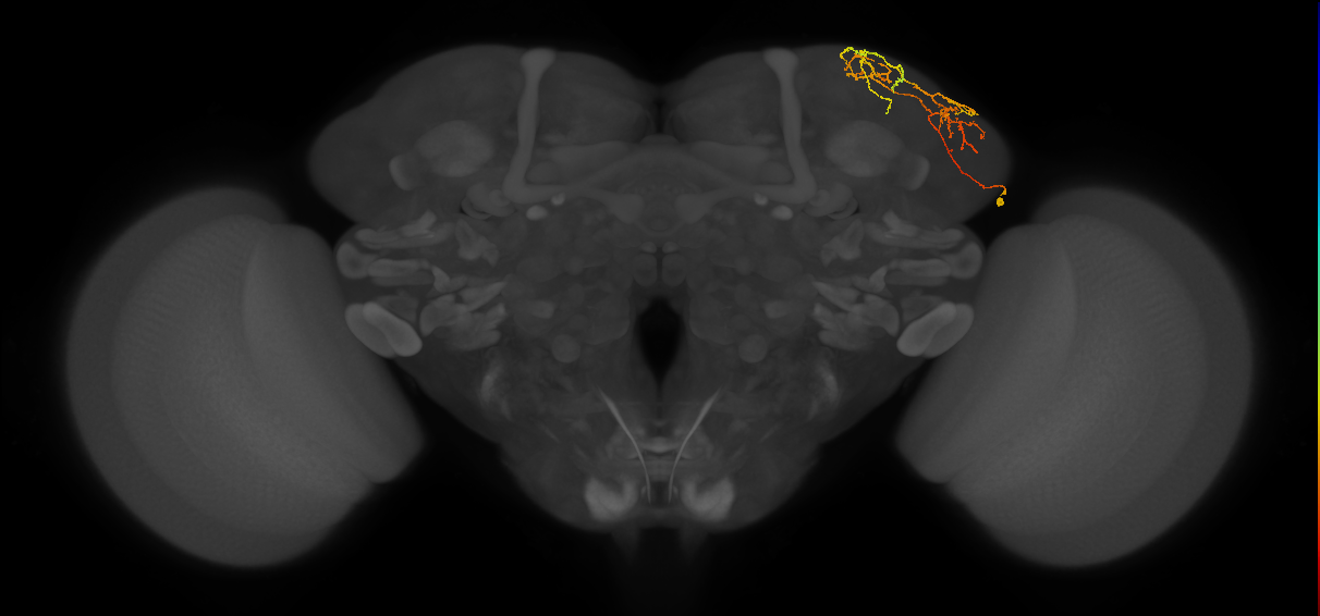 LHAV3c4_R (FlyEM-HB:5901219179)