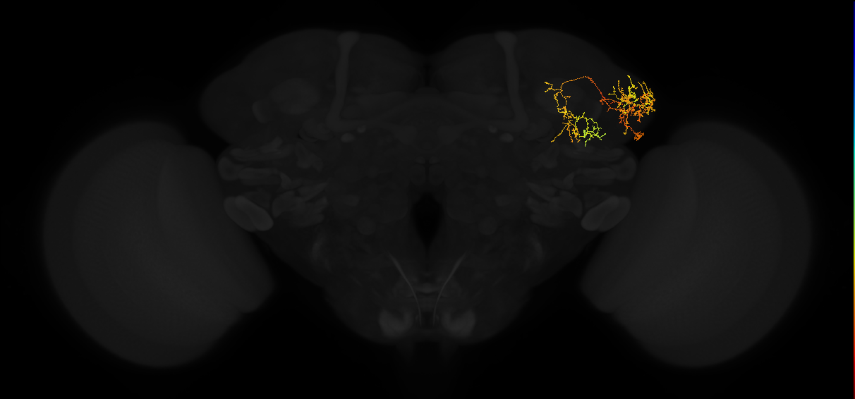adult lateral horn AV3d1 neuron