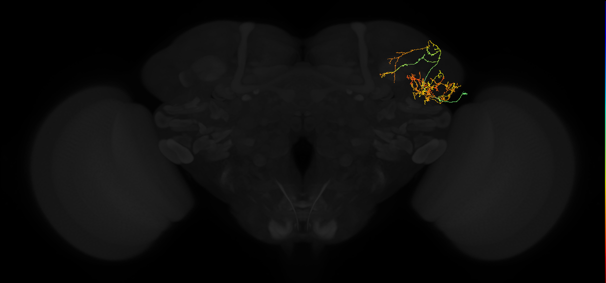 adult lateral horn AV3e1 neuron
