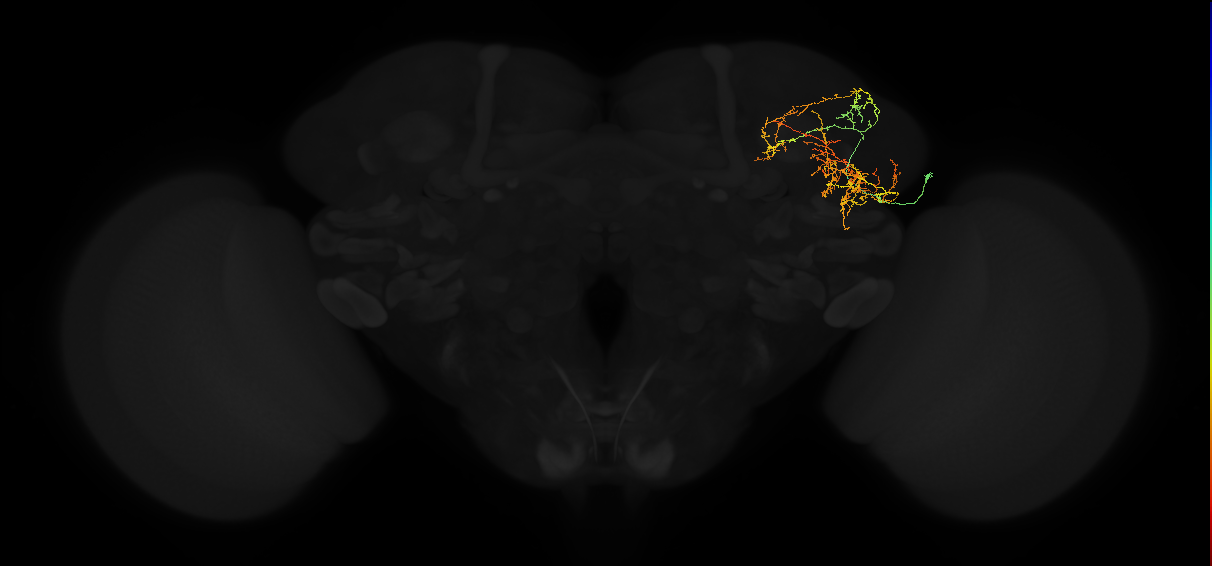 adult lateral horn AV3e1 neuron