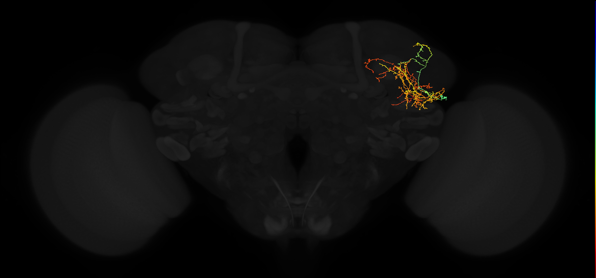 adult lateral horn AV3e2 neuron