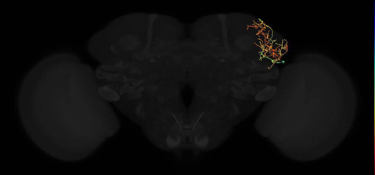 adult lateral horn AV3e3 neuron