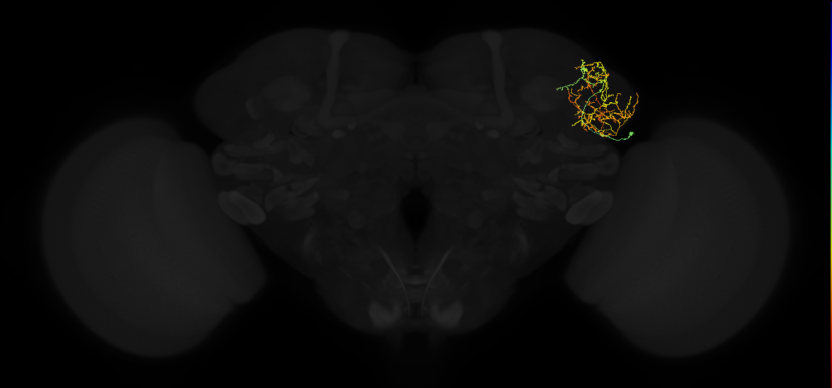adult lateral horn AV3e4 neuron