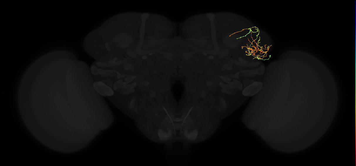 adult lateral horn AV3e4 neuron