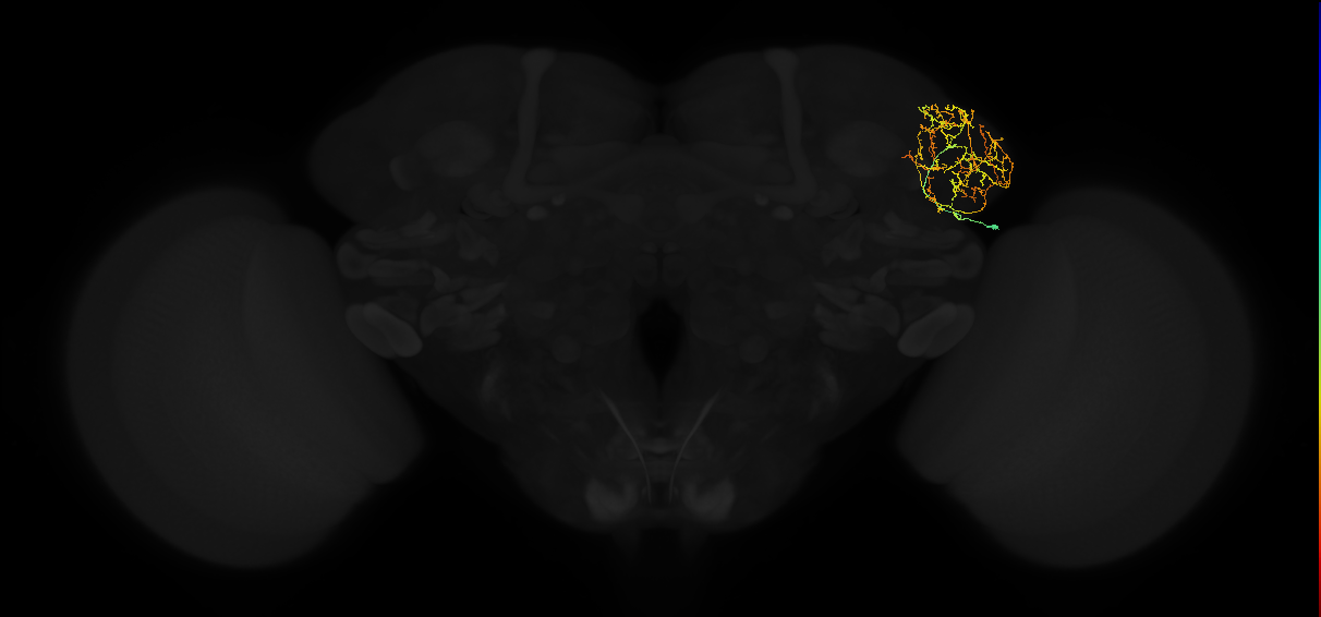 adult lateral horn AV3e5 neuron
