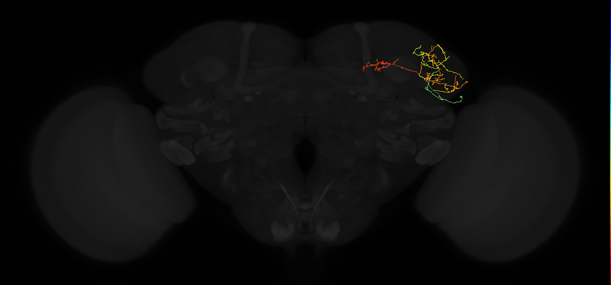 adult lateral horn AV3e7 neuron