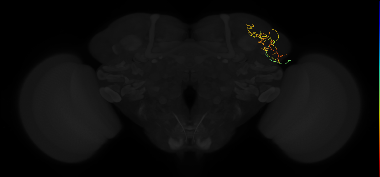 adult lateral horn AV3e8 neuron