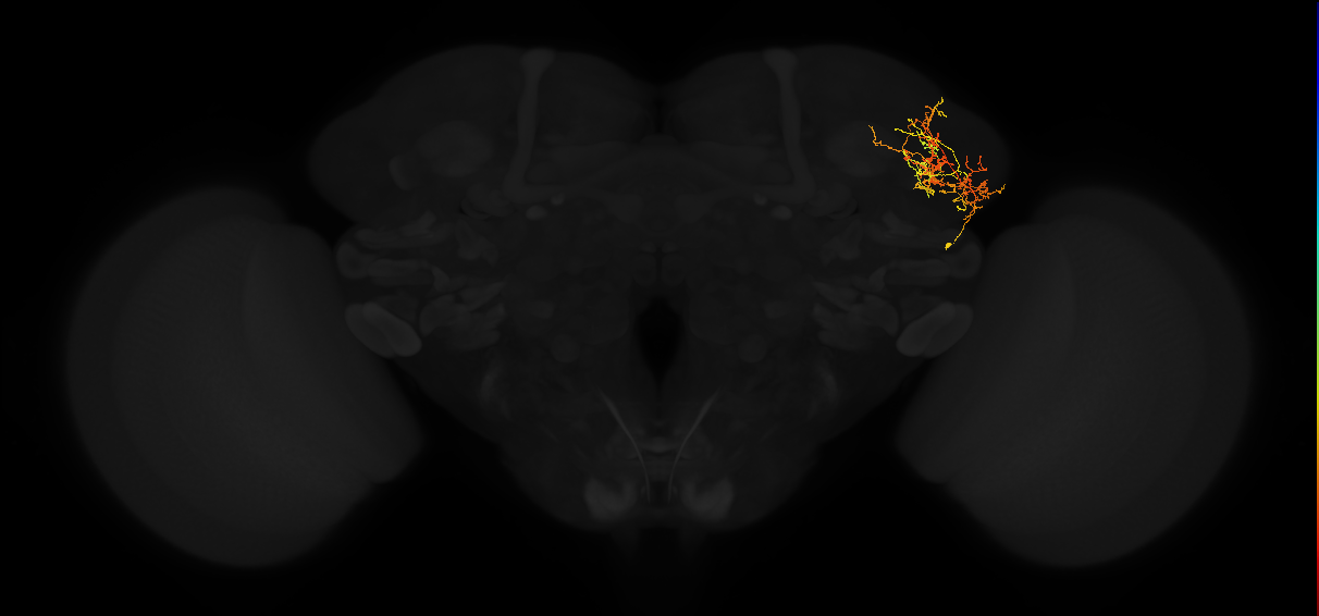 adult lateral horn AV3g1 neuron