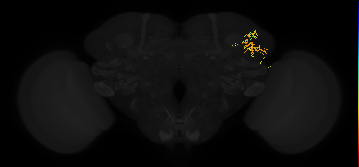 adult lateral horn AV3g2 neuron