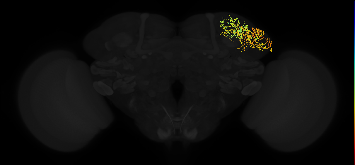 adult lateral horn AV3h1 neuron
