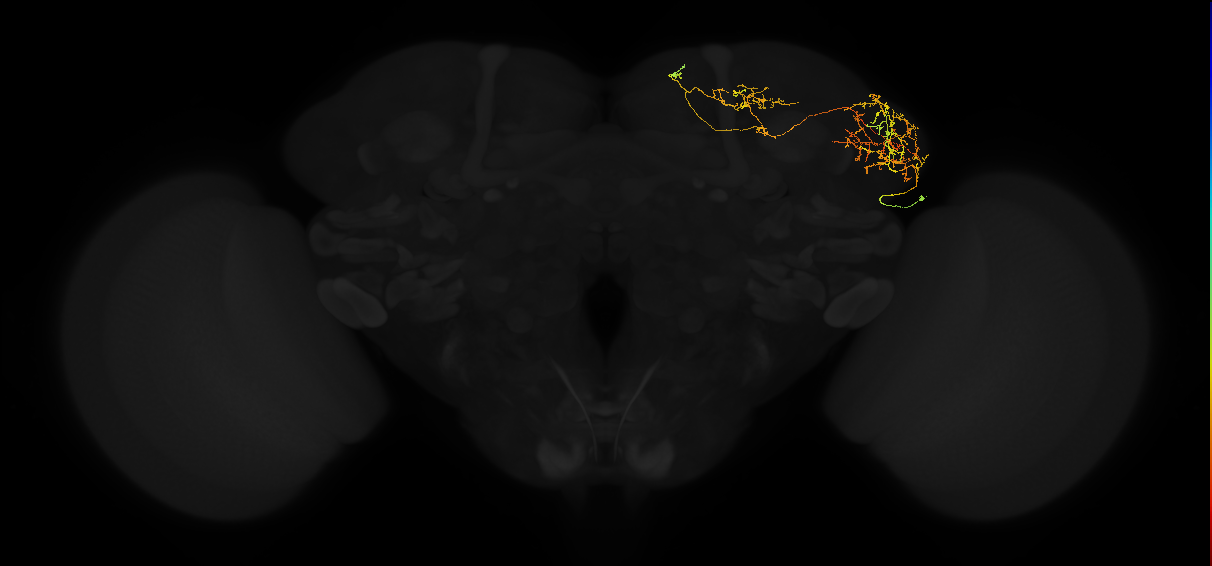 adult lateral horn AV3i1 neuron