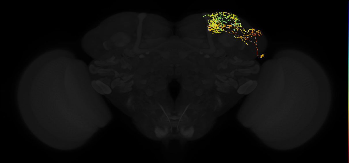 adult lateral horn AV3j1 neuron